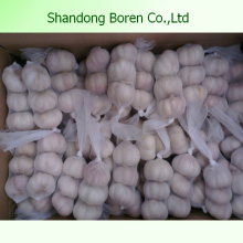Exportieren Sie Shandong Pure &amp; Normal White Knoblauch
